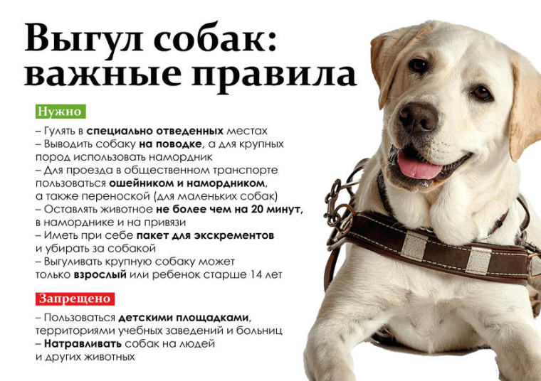 Правила выгула собак. Правила выгула собак.
